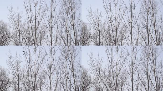 初春杨树树枝上好多只喜鹊陆续飞走了