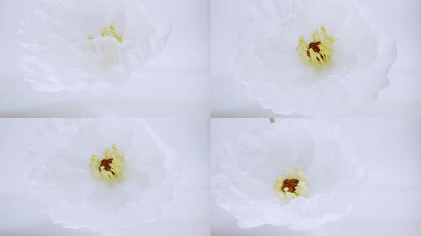 白色纯净   创意 水下花朵