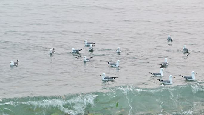 实拍4K海边海鸥觅食海浪群居银沙滩可商用