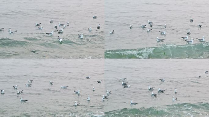 实拍4K海边海鸥觅食海浪群居银沙滩可商用