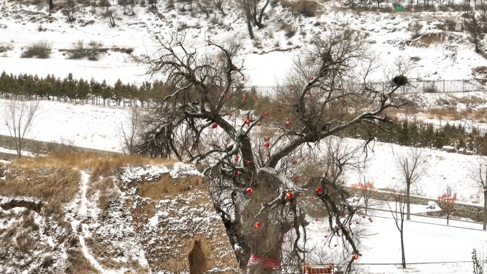 大同镇边堡老槐树冬季雪景航拍