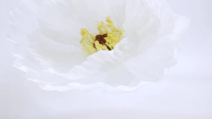 白色纯净   创意 水下花朵
