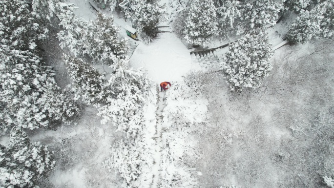 4K航拍高清雪松游客视频7