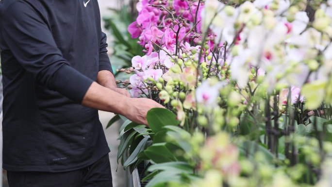 兰花花卉种植基地温室大棚兰花培育