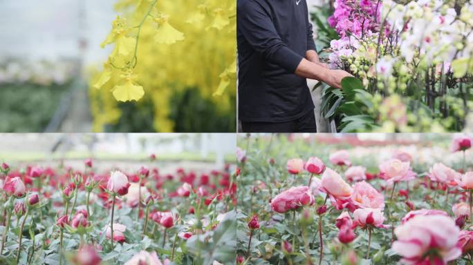 兰花花卉种植基地温室大棚兰花培育