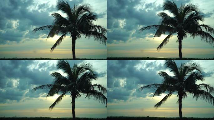 海边夕阳椰子树