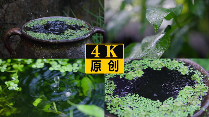 树叶雨滴雨水浮萍草雨景