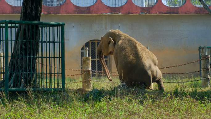 动物园大象亚洲象非洲象 躺下睡觉
