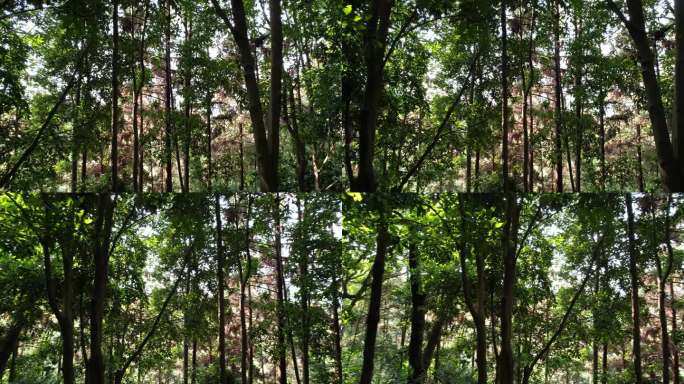 【正版素材】森林