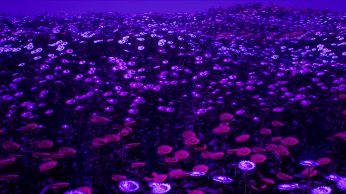 紫色夜景花海04