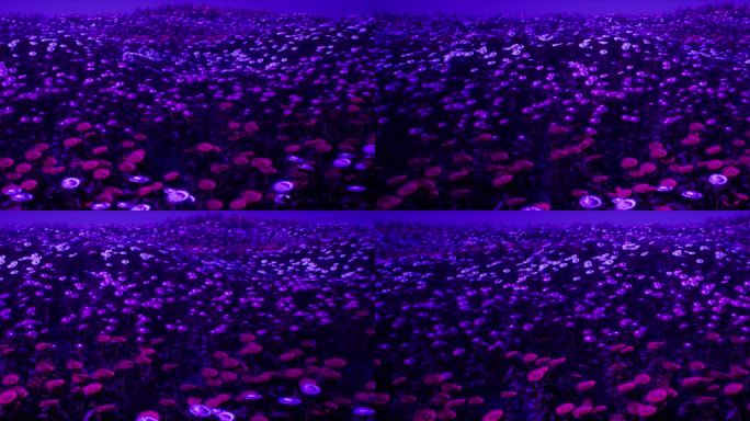 紫色夜景花海04