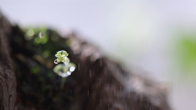 立春打春 嫩芽复苏完整版