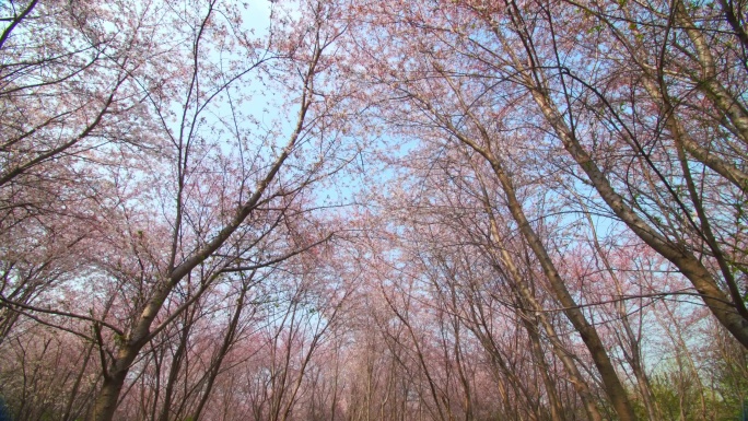 高清4k拍摄  樱花园