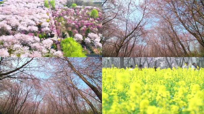 高清4k拍摄  樱花园