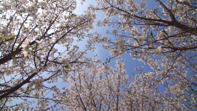 高清4k拍摄  樱花树