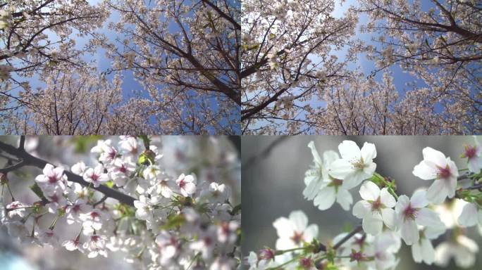 高清4k拍摄  樱花树