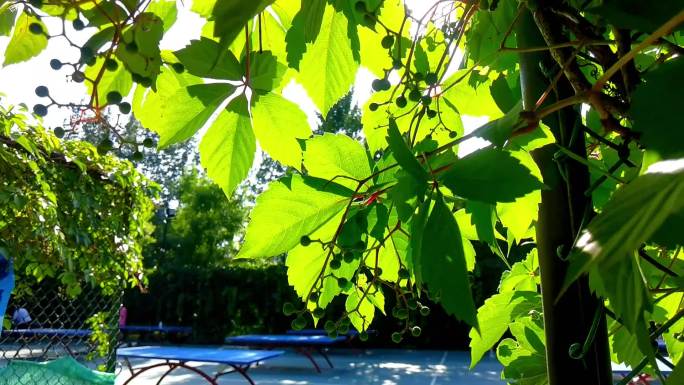 【原创】夏天 阳光 树叶 河流 公园空镜