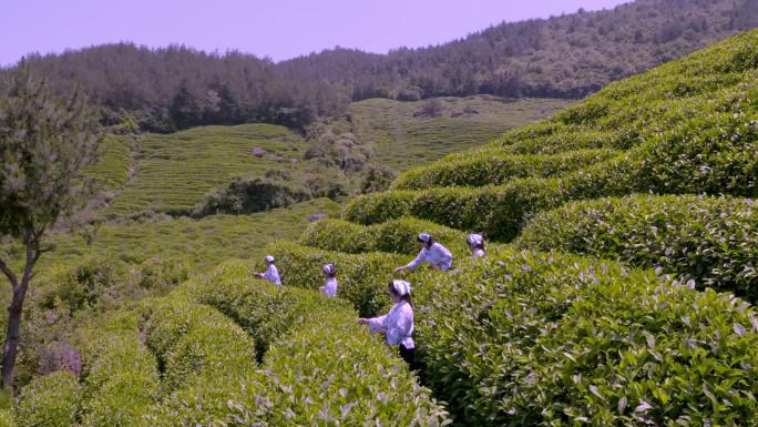 高山茶厂采茶姑娘们采茶