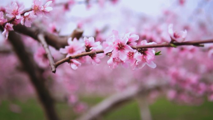 桃花开