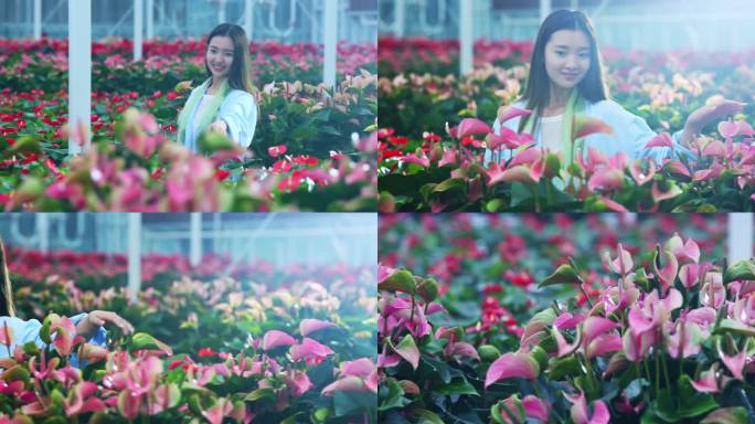 高清4K拍摄美女在花卉基地