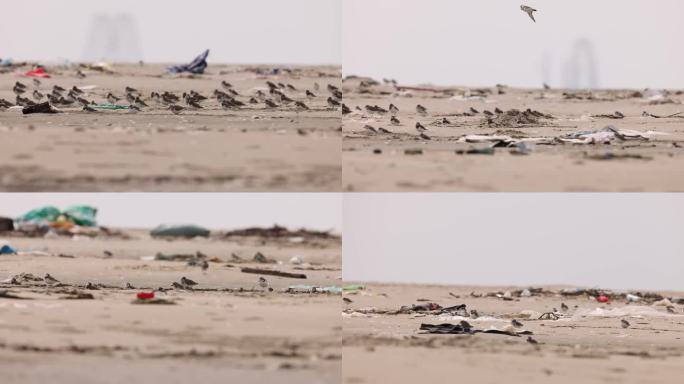 沙滩上的污染环境的垃圾和鸟类、鹬鴴