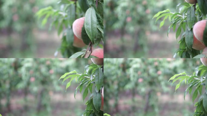 桃园成熟桃子