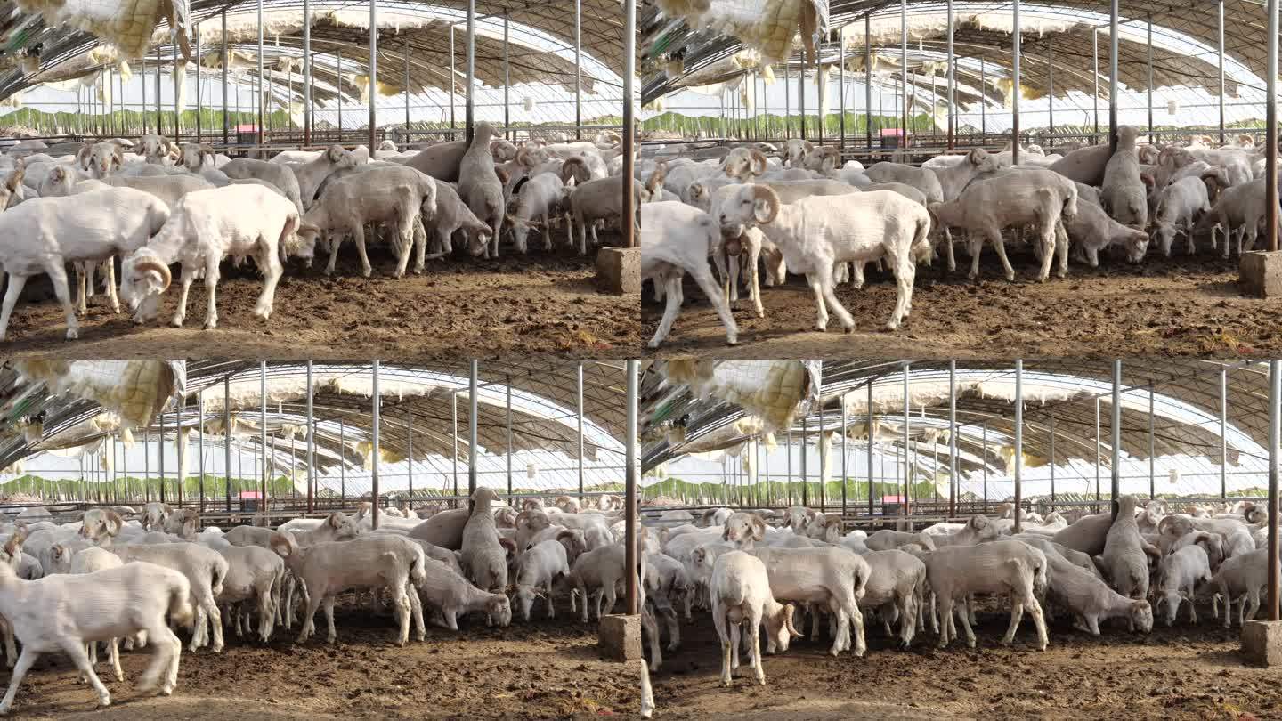 羊 养殖 肉羊 庭院经济 牲畜