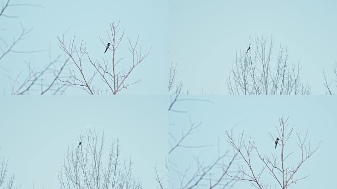 【4K】树枝枝头飞来飞走的鸟