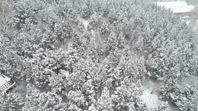 4K航拍高清雪松视频4