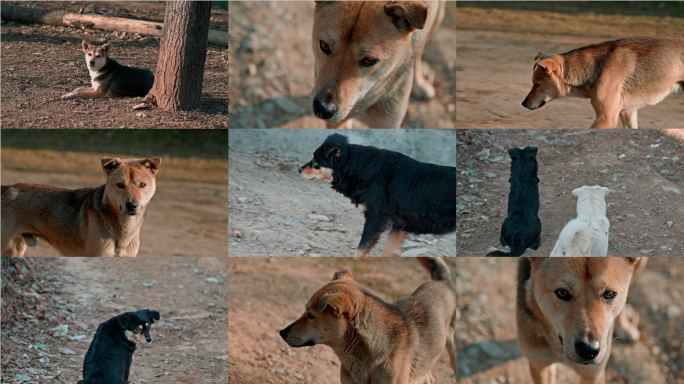 【4K】中华田园犬土狗空镜头