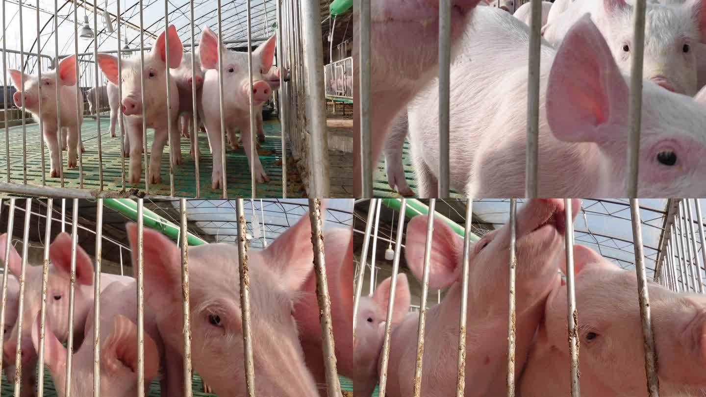 农村种猪养殖