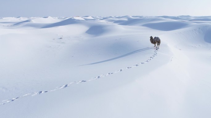 雪海神驼