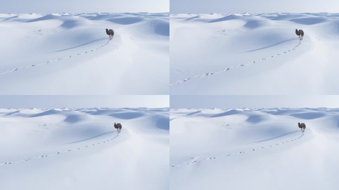 雪海神驼