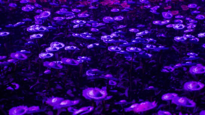 紫色夜景花海06