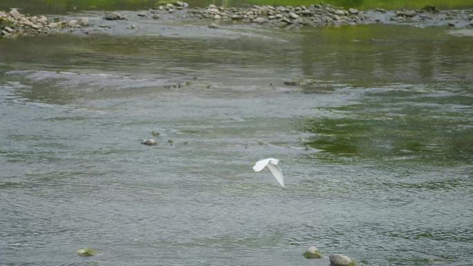 公园湿地公园生态镜头白鹭觅食飞干涸河道