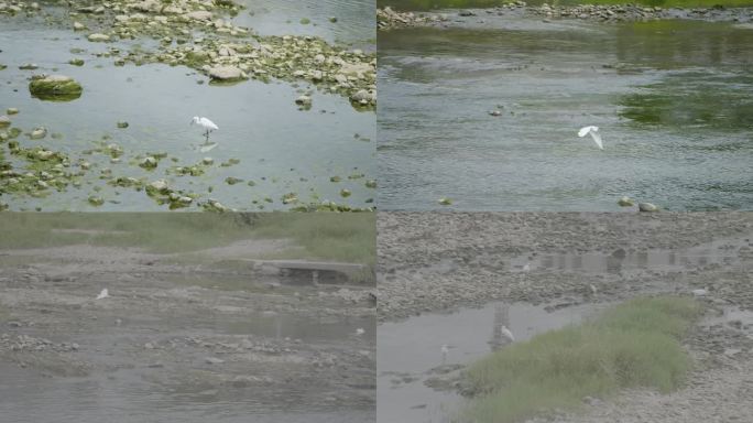 公园湿地公园生态镜头白鹭觅食飞干涸河道