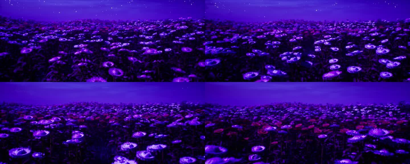 紫色夜景花海05