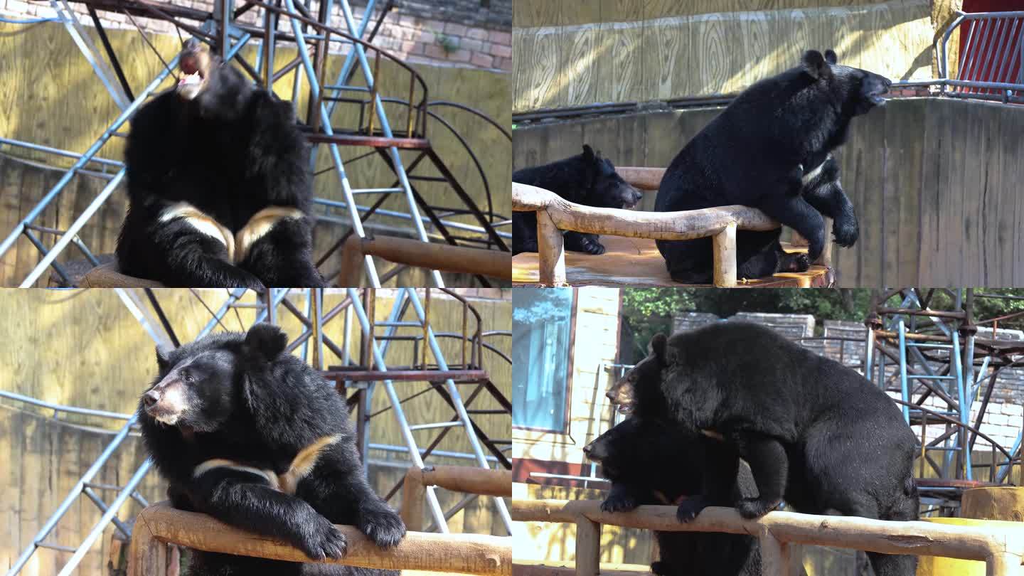 Black Bear Cub Resting Wallpaper | Free HD Bear Images