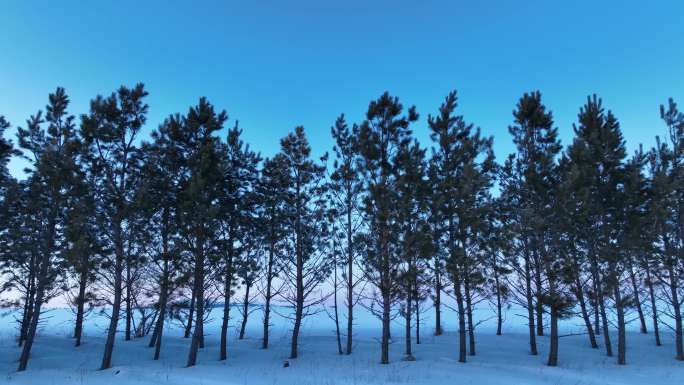 樟子松防风林冬天雪景