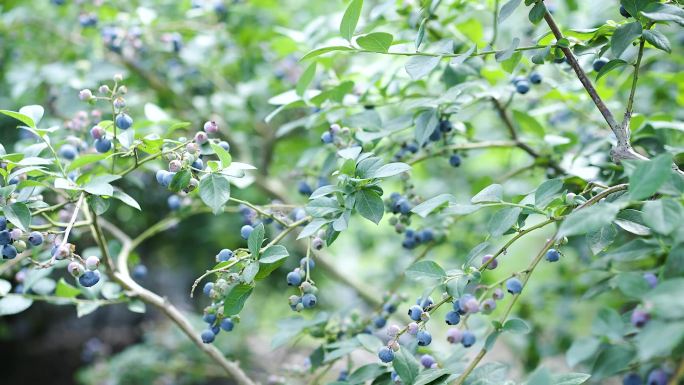 蓝莓视频  实拍视频 水果 植物通用素材