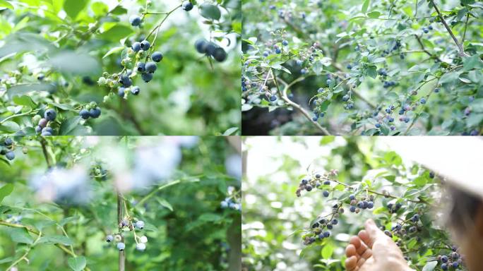 蓝莓视频  实拍视频 水果 植物通用素材