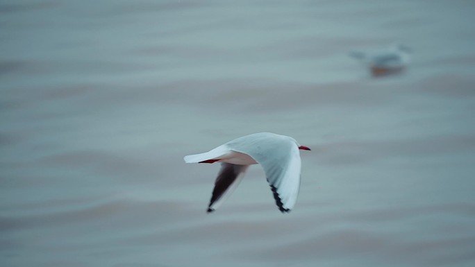 海鸥上传