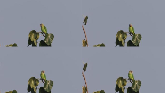 枝头的野生花头鹦鹉