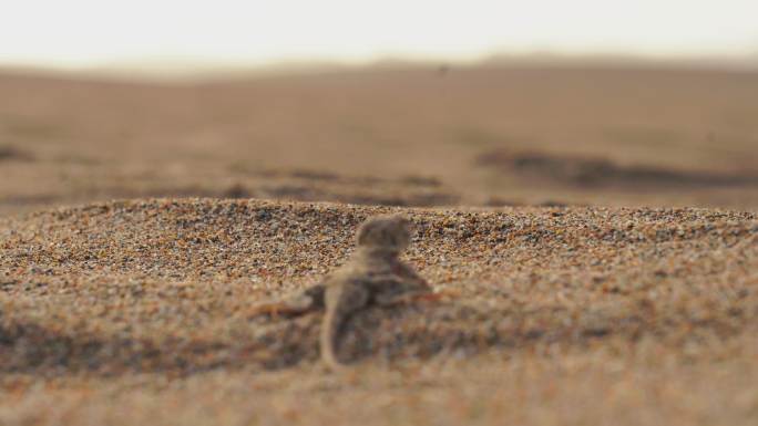 沙漠动物沙漠蜥蜴特写镜头（16段素材）