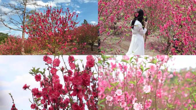 水濂山里桃花红