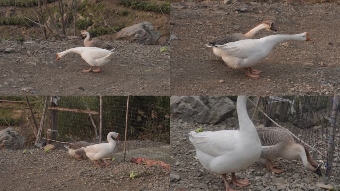 4k农家农村土大鹅