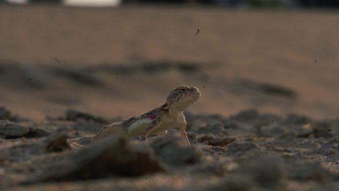 戈壁沙漠蜥蜴特写