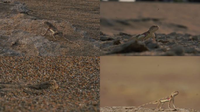 戈壁沙漠蜥蜴特写