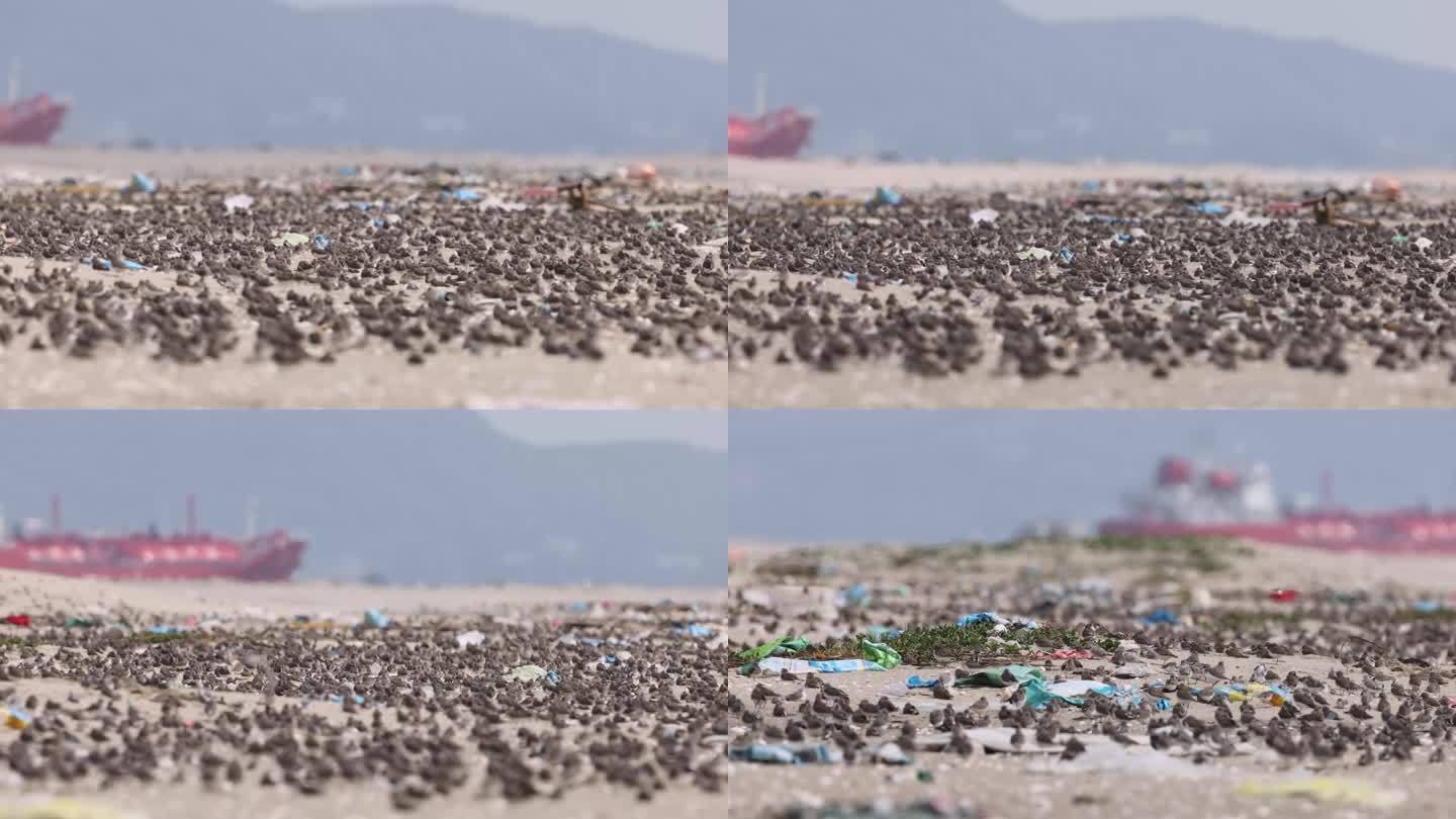 沙滩上密集的鸟类、鹬鴴