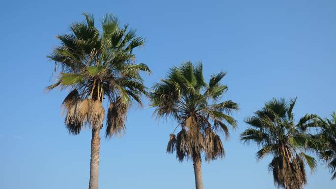 海边 海风 树 夏天 热带植物 空镜
